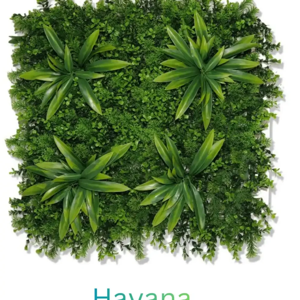 Zeleni Zid Havana 50x50 UV