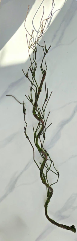 DEKORATIVNO ZELENILO LIJANA 6